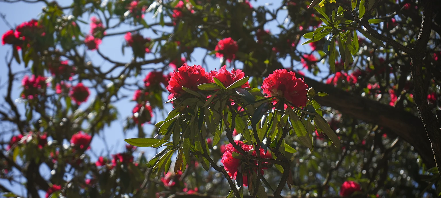 Nag Tibba Weekend Trek